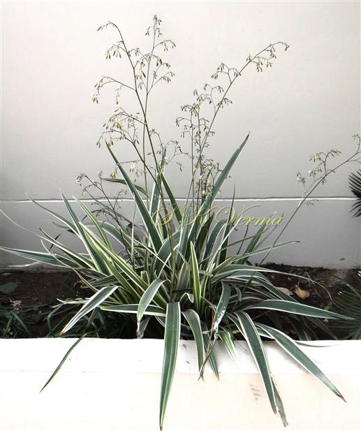  Plants